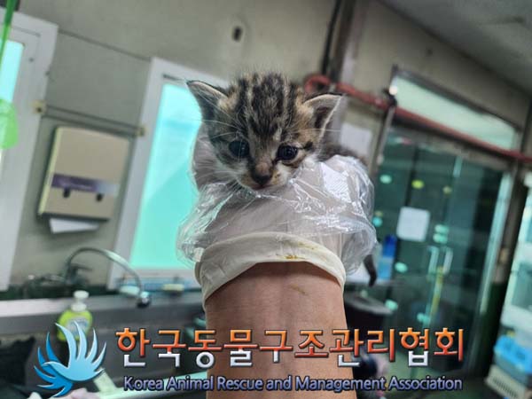 한국동물구조관리협회_411317202400359